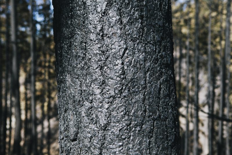 Fire damaged Ponderosa Pine tree from extensive forest fire (Taylor Bridge Fire)